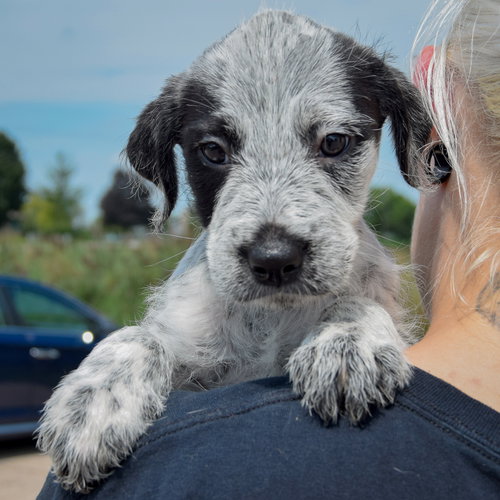 Colton, an adoptable Poodle (unknown type) / Australian Cattle Dog/Blue Heeler / Mixed at Animal House Shelter — photo 6