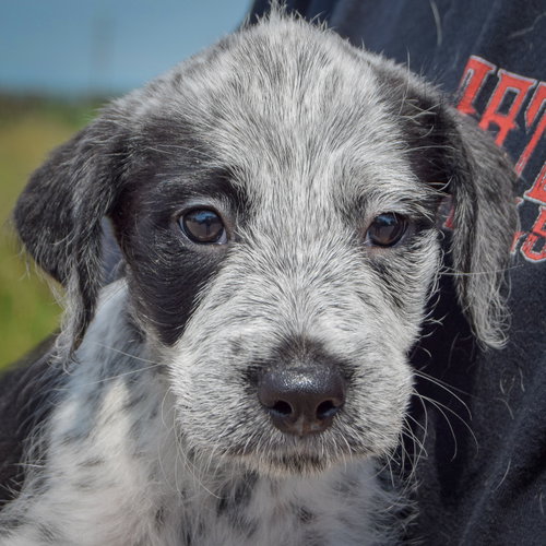 Colton, an adoptable Poodle (unknown type) / Australian Cattle Dog/Blue Heeler / Mixed at Animal House Shelter — photo 7