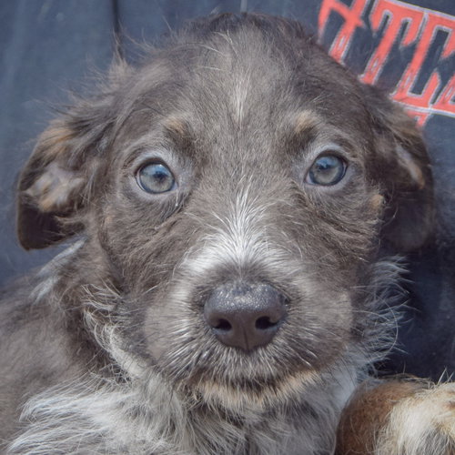 Corbin, an adoptable Poodle (unknown type) / Australian Cattle Dog/Blue Heeler / Mixed at Animal House Shelter — photo 5