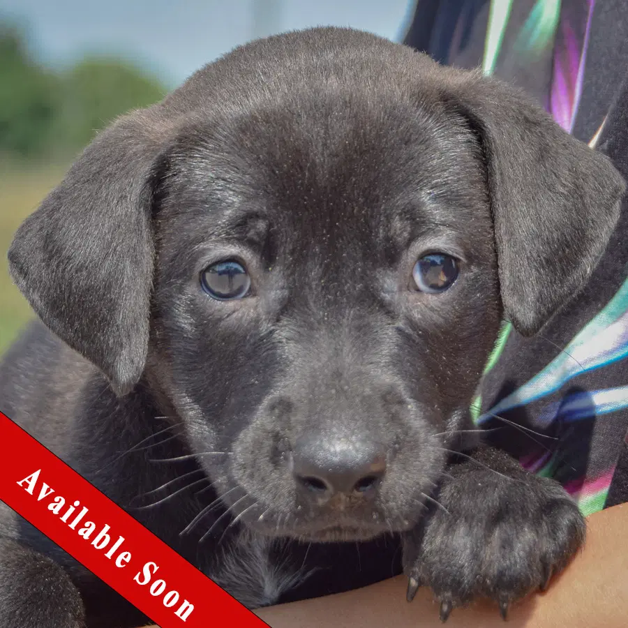 Barbie - Chocolate Labrador Retriever