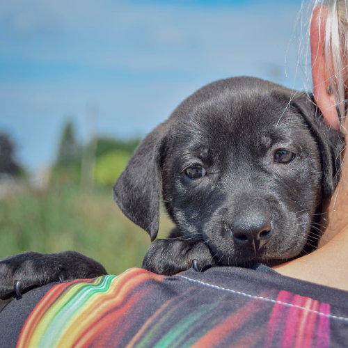 Barbie, an adoptable Chocolate Labrador Retriever / American Bulldog / Mixed at Animal House Shelter — photo 5