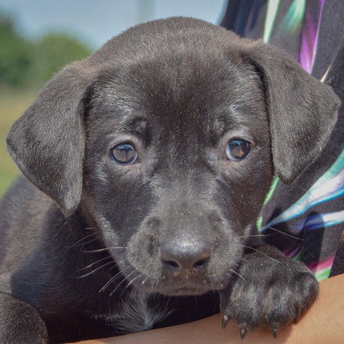 Barbie, an adoptable Chocolate Labrador Retriever / American Bulldog / Mixed at Animal House Shelter — photo 6
