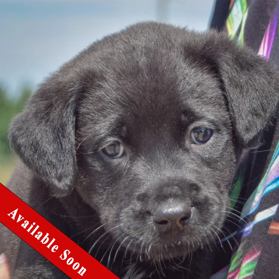 Ken - Chocolate Labrador Retriever