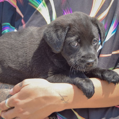 Ken, an adoptable Chocolate Labrador Retriever / American Bulldog / Mixed at Animal House Shelter — photo 2