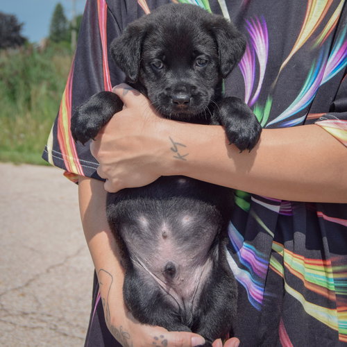 Ken, an adoptable Chocolate Labrador Retriever / American Bulldog / Mixed at Animal House Shelter — photo 4