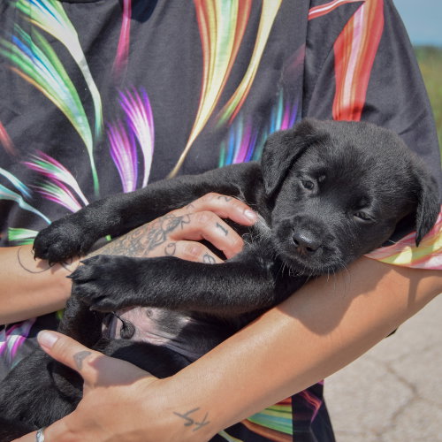 Ken, an adoptable Chocolate Labrador Retriever / American Bulldog / Mixed at Animal House Shelter — photo 5