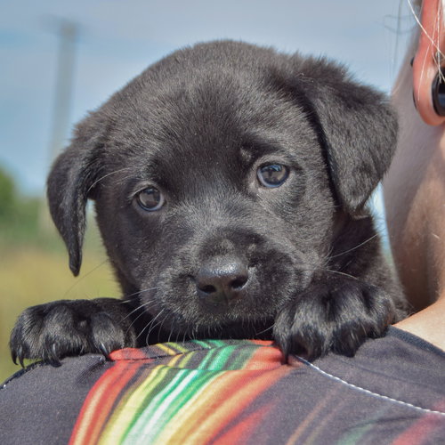 Ken, an adoptable Chocolate Labrador Retriever / American Bulldog / Mixed at Animal House Shelter — photo 6