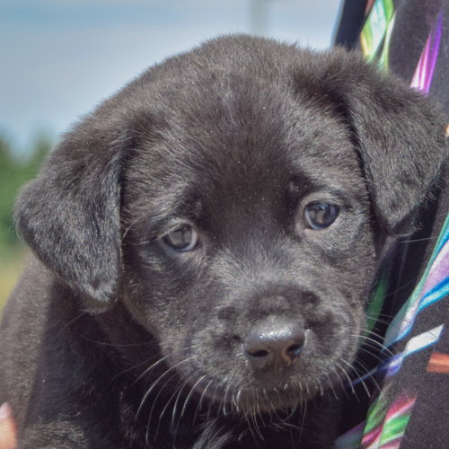 Ken, an adoptable Chocolate Labrador Retriever / American Bulldog / Mixed at Animal House Shelter — photo 7