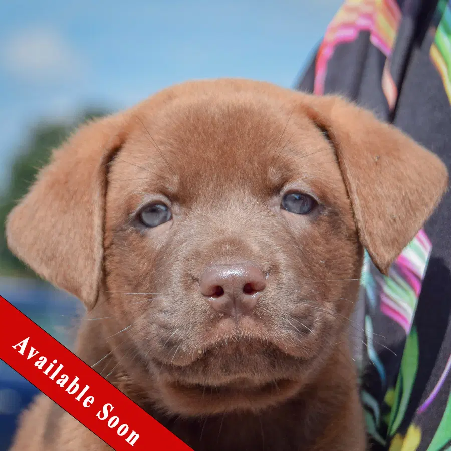Lego - Chocolate Labrador Retriever