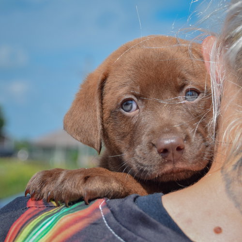 Lego, an adoptable Chocolate Labrador Retriever / American Bulldog / Mixed at Animal House Shelter — photo 5