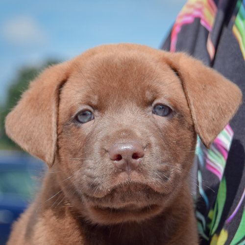 Lego, an adoptable Chocolate Labrador Retriever / American Bulldog / Mixed at Animal House Shelter — photo 6