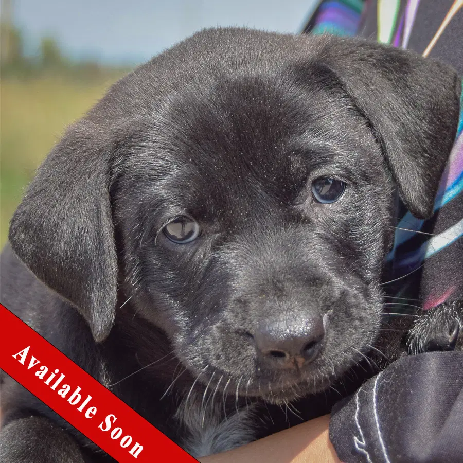 Matel - Chocolate Labrador Retriever