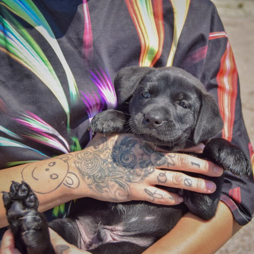 Matel, an adoptable Chocolate Labrador Retriever / American Bulldog / Mixed at Animal House Shelter — photo 5