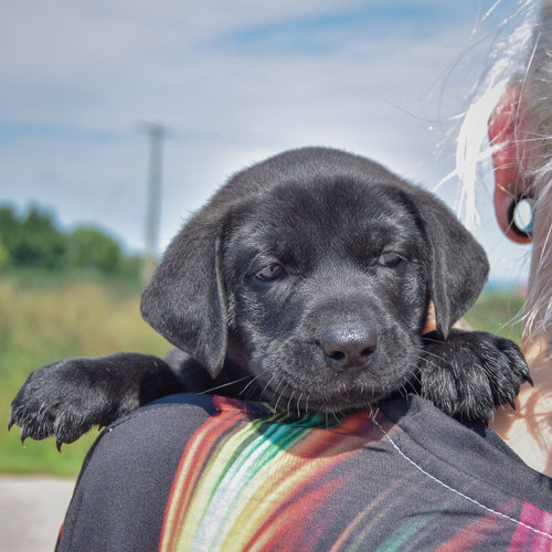 Matel, an adoptable Chocolate Labrador Retriever / American Bulldog / Mixed at Animal House Shelter — photo 6