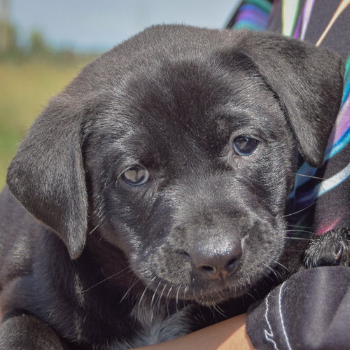 Matel, an adoptable Chocolate Labrador Retriever / American Bulldog / Mixed at Animal House Shelter — photo 7