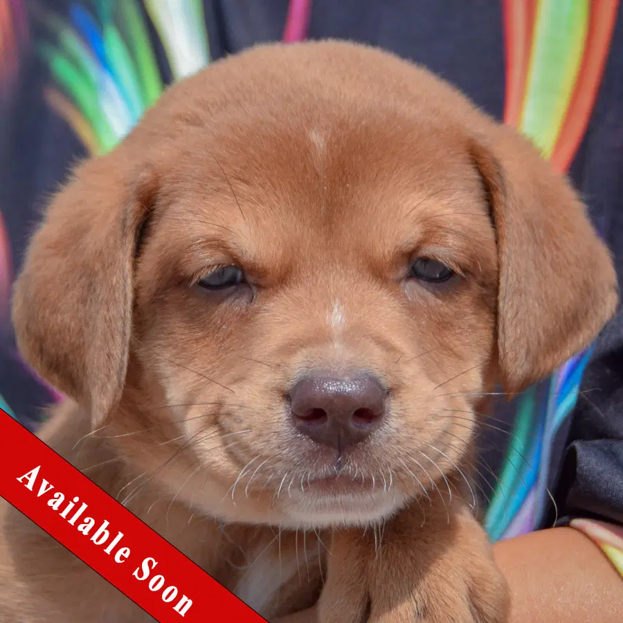 Slinky - Chocolate Labrador Retriever