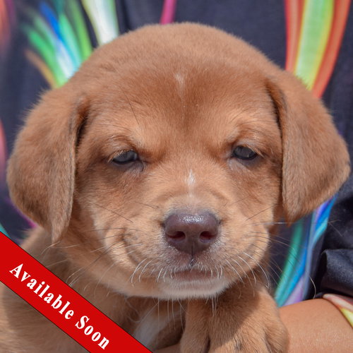Slinky, Chocolate Labrador Retriever / American Bulldog / Mixed