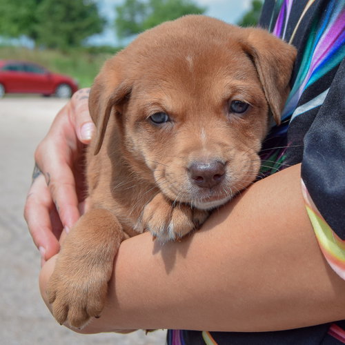 Slinky, an adoptable Chocolate Labrador Retriever / American Bulldog / Mixed at Animal House Shelter — photo 2