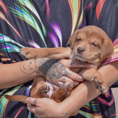 Slinky, an adoptable Chocolate Labrador Retriever / American Bulldog / Mixed at Animal House Shelter — photo 4