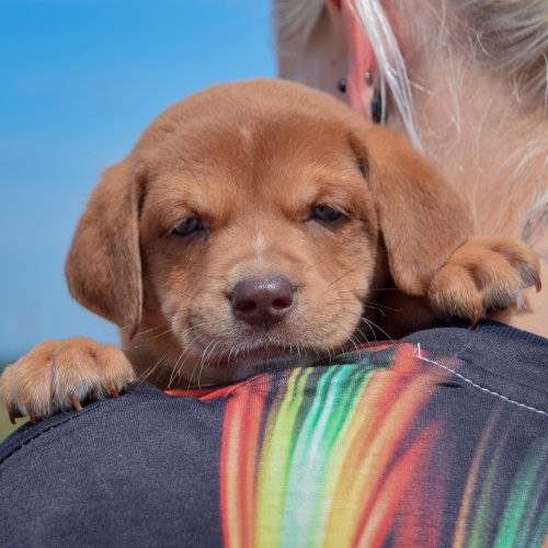 Slinky, an adoptable Chocolate Labrador Retriever / American Bulldog / Mixed at Animal House Shelter — photo 5