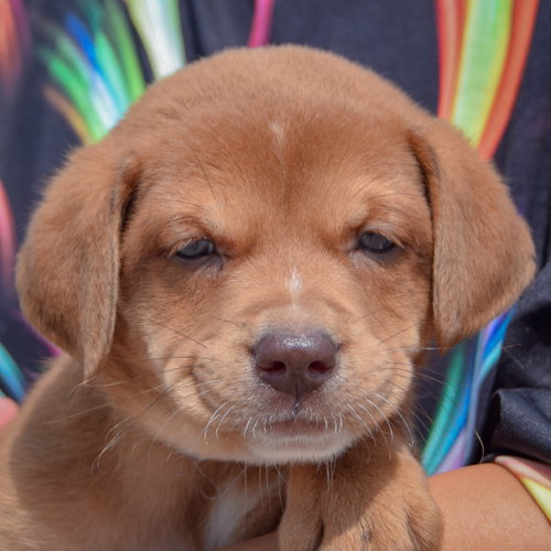 Slinky, an adoptable Chocolate Labrador Retriever / American Bulldog / Mixed at Animal House Shelter — photo 6