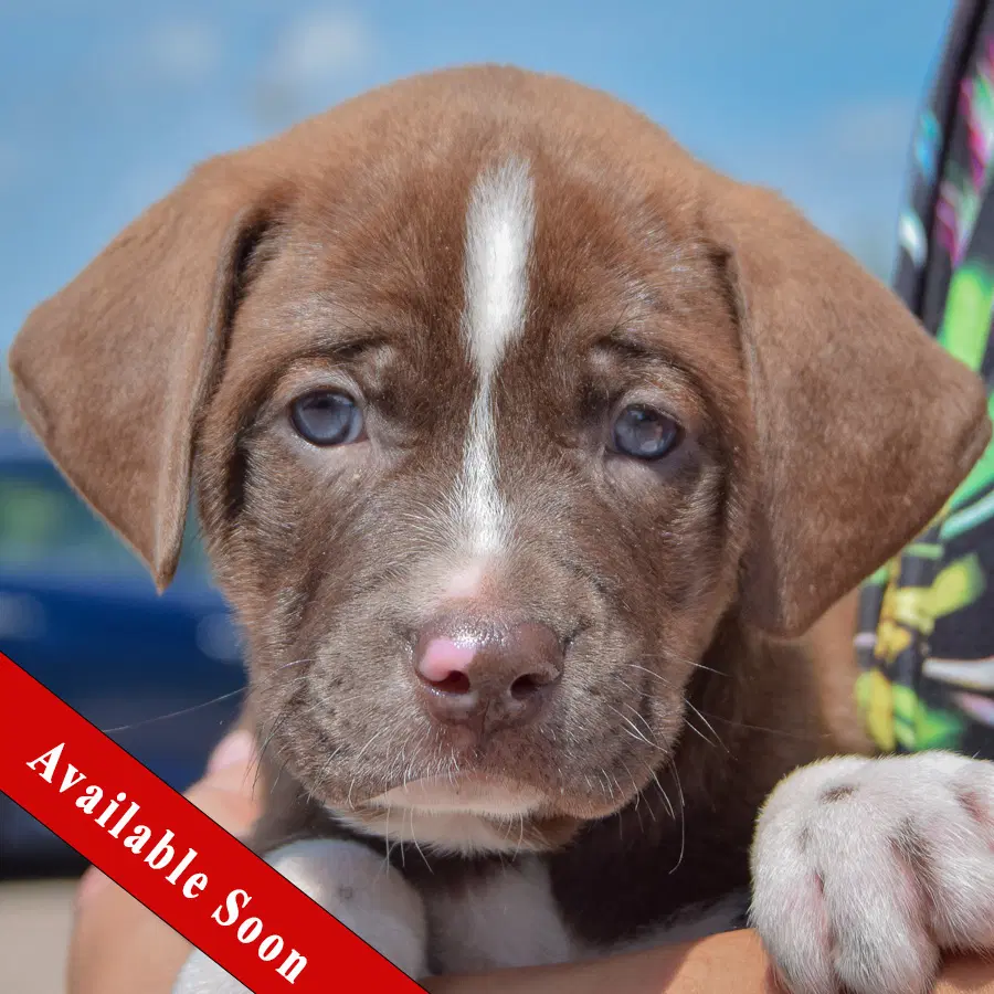 Tonka - Chocolate Labrador Retriever