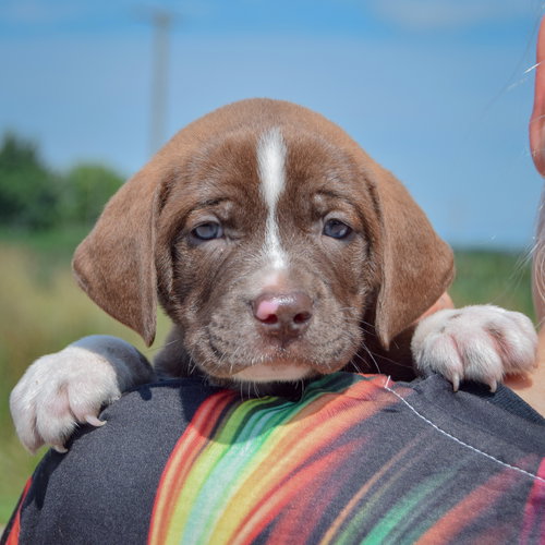 Tonka, an adoptable Chocolate Labrador Retriever / American Bulldog / Mixed at Animal House Shelter — photo 5