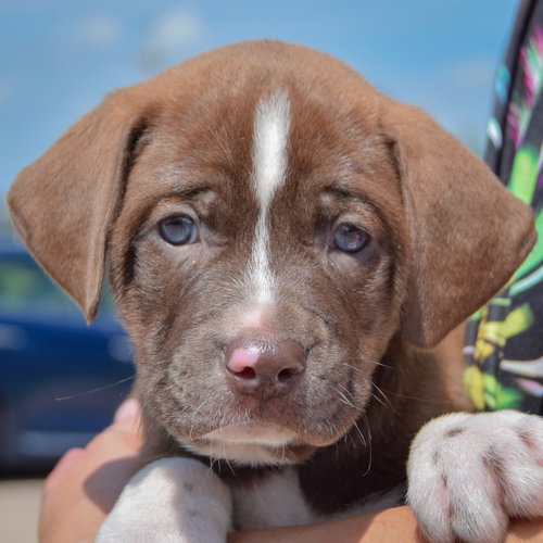 Tonka, an adoptable Chocolate Labrador Retriever / American Bulldog / Mixed at Animal House Shelter — photo 6