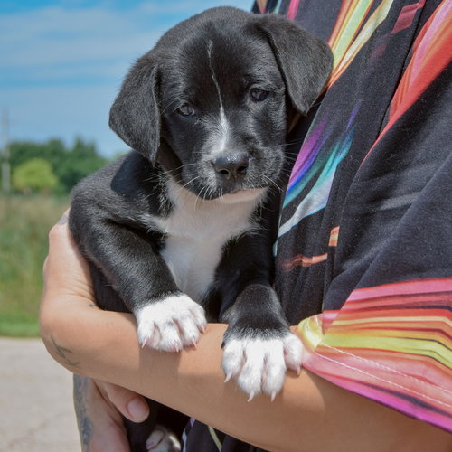 Yo-Yo, an adoptable Chocolate Labrador Retriever / American Bulldog / Mixed at Animal House Shelter — photo 3