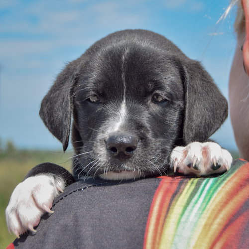 Yo-Yo, an adoptable Chocolate Labrador Retriever / American Bulldog / Mixed at Animal House Shelter — photo 5