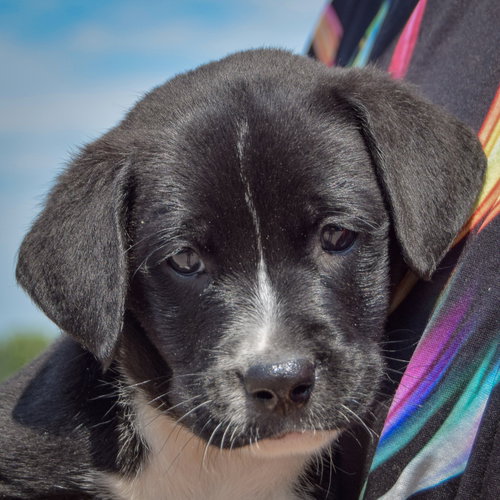 Yo-Yo, an adoptable Chocolate Labrador Retriever / American Bulldog / Mixed at Animal House Shelter — photo 6