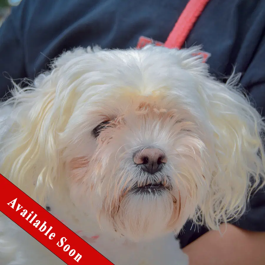 Lulu - Maltese