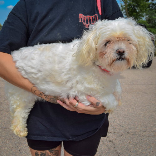 Lulu, an adoptable Maltese / Shih Tzu / Mixed at Animal House Shelter — photo 2