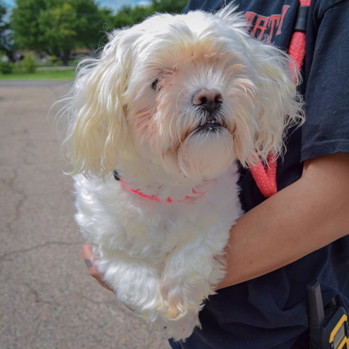 Lulu, an adoptable Maltese / Shih Tzu / Mixed at Animal House Shelter — photo 3