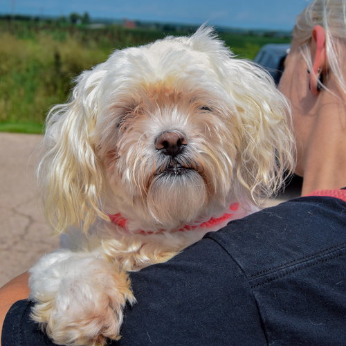 Lulu, an adoptable Maltese / Shih Tzu / Mixed at Animal House Shelter — photo 5