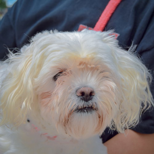 Lulu, an adoptable Maltese / Shih Tzu / Mixed at Animal House Shelter — photo 6
