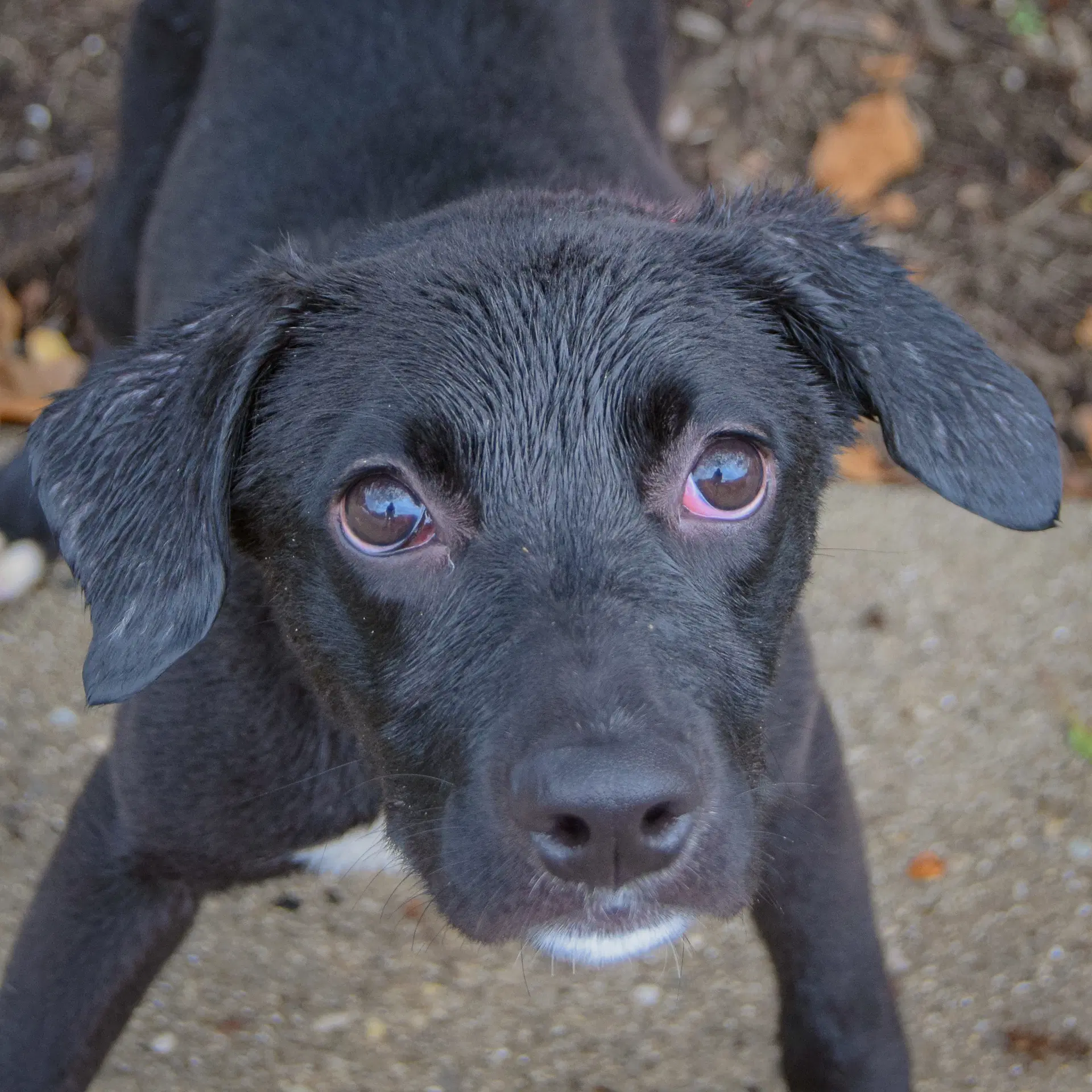 Amaya image 1