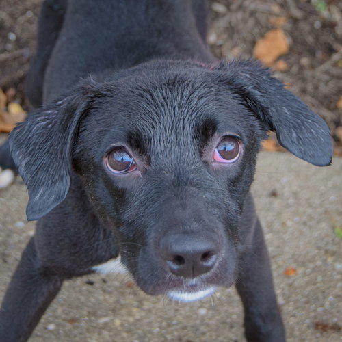 Amaya, Black Labrador Retriever / Border Collie / Mixed