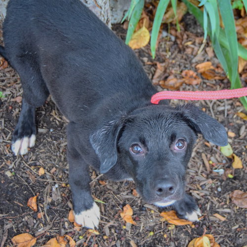 Amaya, an adoptable Black Labrador Retriever / Border Collie / Mixed at Animal House Shelter — photo 2