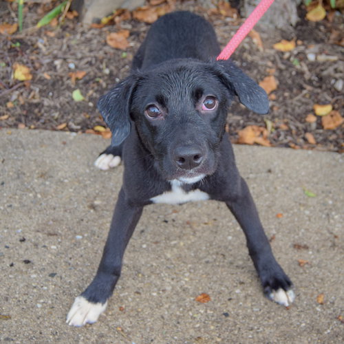 Amaya, an adoptable Black Labrador Retriever / Border Collie / Mixed at Animal House Shelter — photo 3