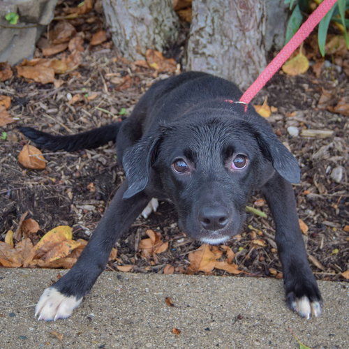 Amaya, an adoptable Black Labrador Retriever / Border Collie / Mixed at Animal House Shelter — photo 4