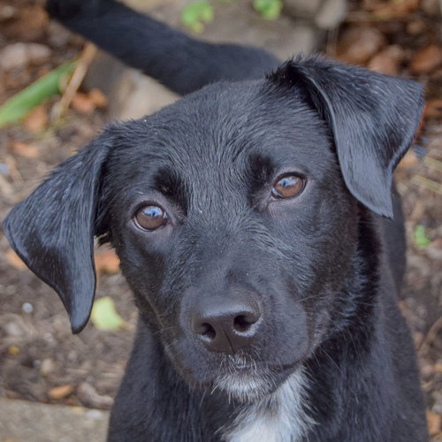 Beatrix, Black Labrador Retriever / Border Collie / Mixed