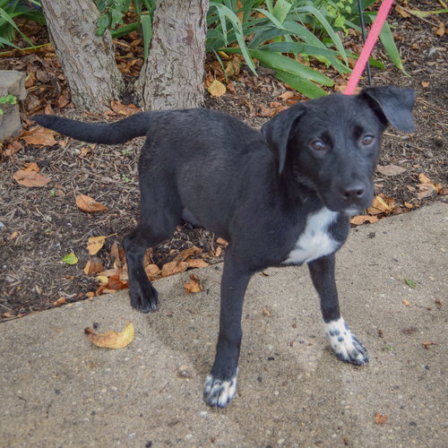 Beatrix, an adoptable Black Labrador Retriever / Border Collie / Mixed at Animal House Shelter — photo 2