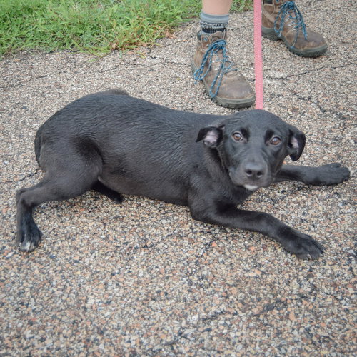 Brynn, an adoptable Black Labrador Retriever / Border Collie / Mixed at Animal House Shelter — photo 5