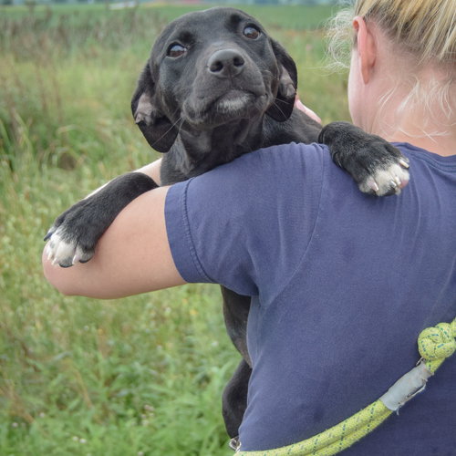 Camila, an adoptable Black Labrador Retriever / Border Collie / Mixed at Animal House Shelter — photo 5
