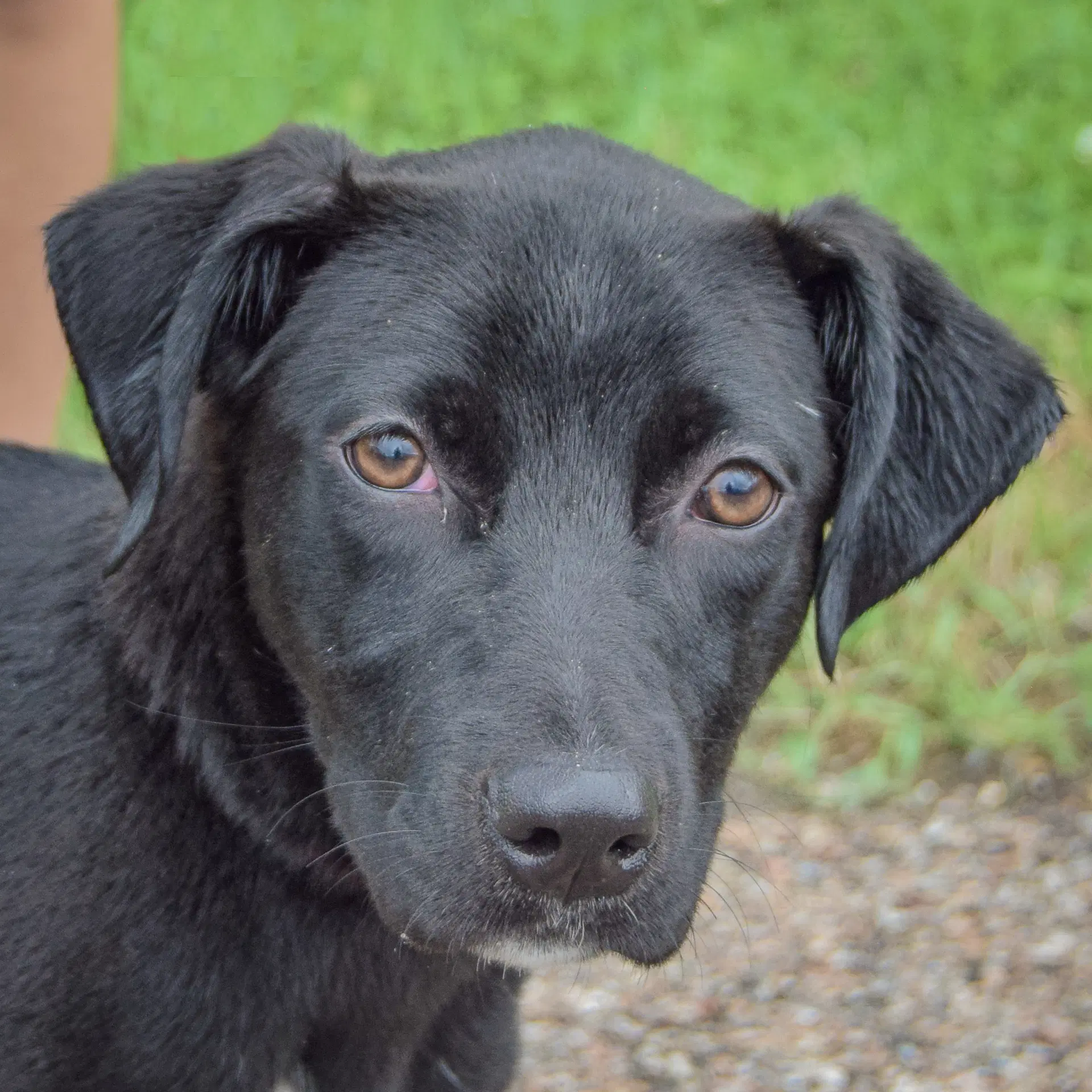 Effie image 1