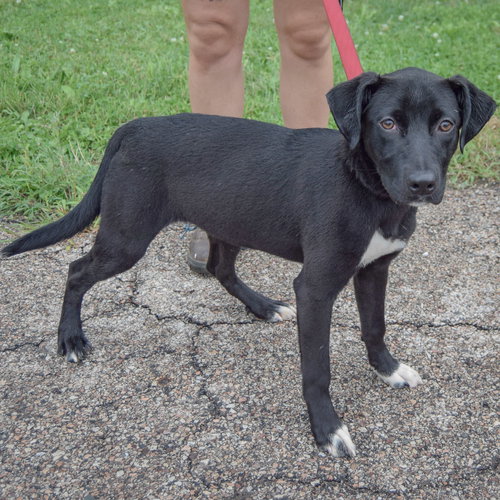 Effie, an adoptable Black Labrador Retriever / Border Collie / Mixed at Animal House Shelter — photo 2