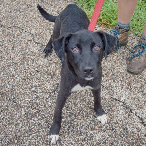 Effie, an adoptable Black Labrador Retriever / Border Collie / Mixed at Animal House Shelter — photo 3