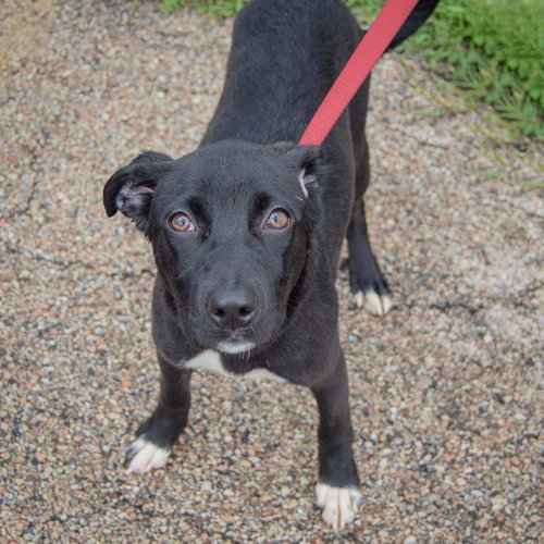 Effie, an adoptable Black Labrador Retriever / Border Collie / Mixed at Animal House Shelter — photo 4