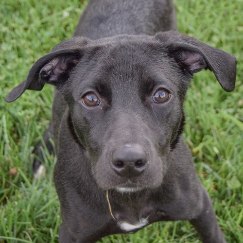Evee, Black Labrador Retriever / Border Collie / Mixed